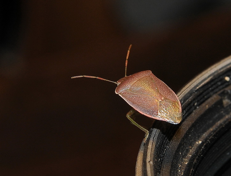 Pentatomidae: Acrosternum cf. heegeri  della Toscana (FI)